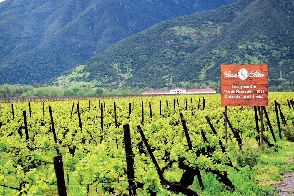 The Casa Silva estate spans thousands of hectares